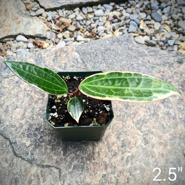 Hoya Macrophylla