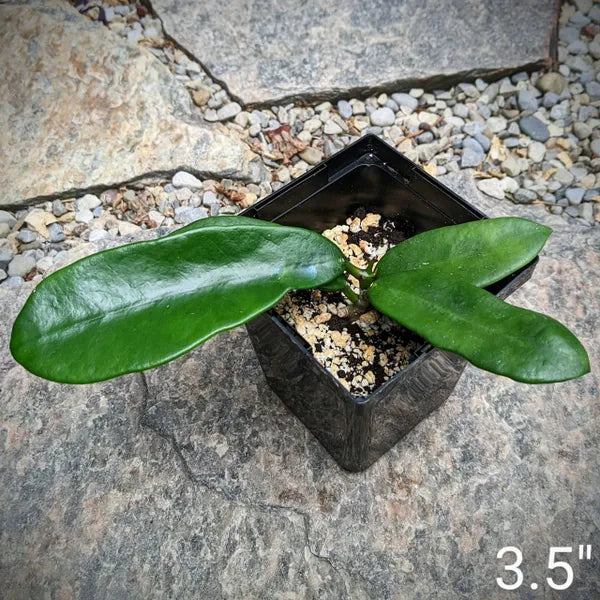 Hoya Meliflua