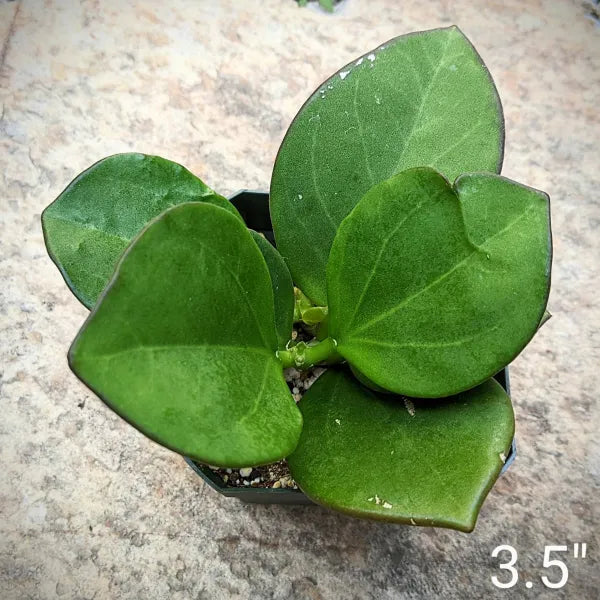Hoya Pachyclada