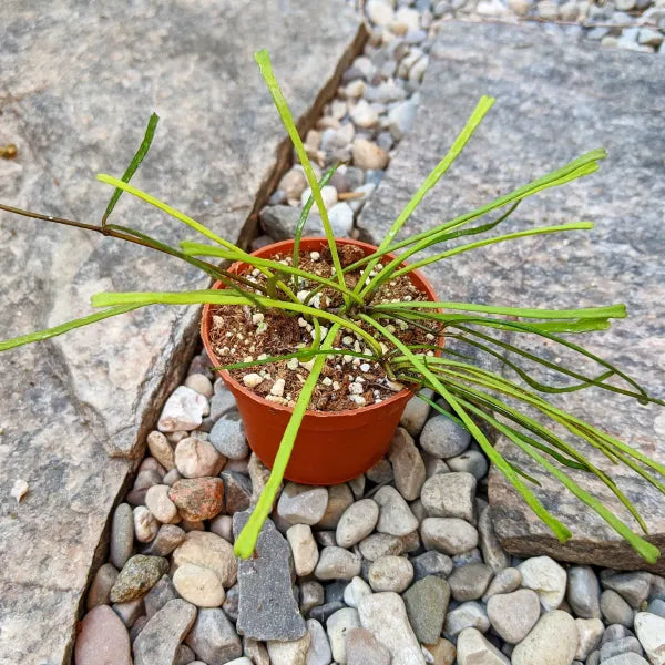Hoya Retusa