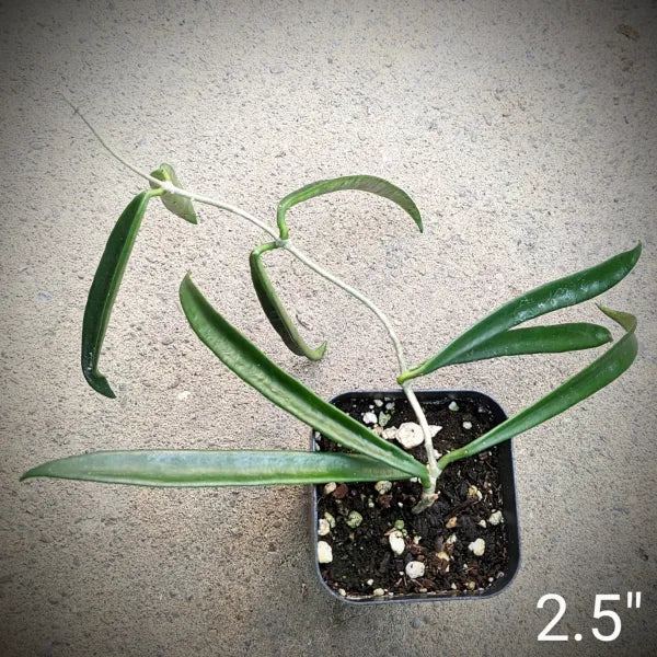 Hoya Shepherdii