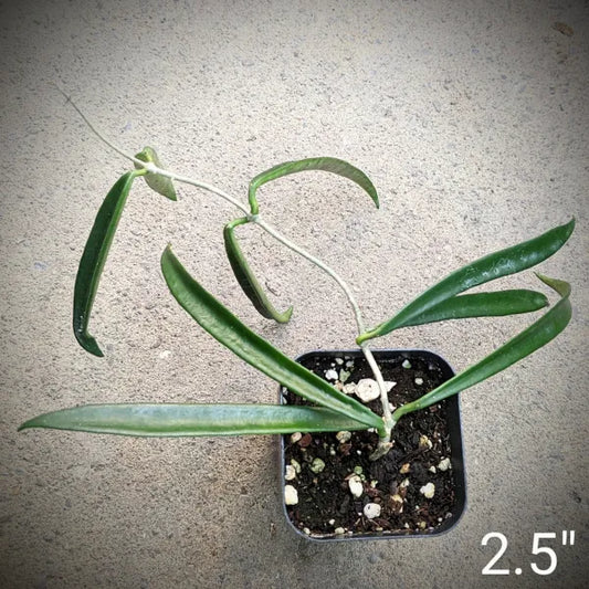 Hoya Shepherdii