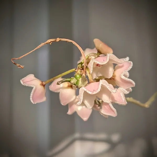 Hoya Shepherdii