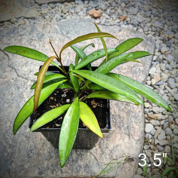 Hoya Wayetii
