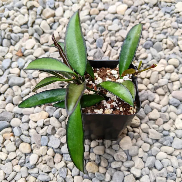 Hoya Wayetii