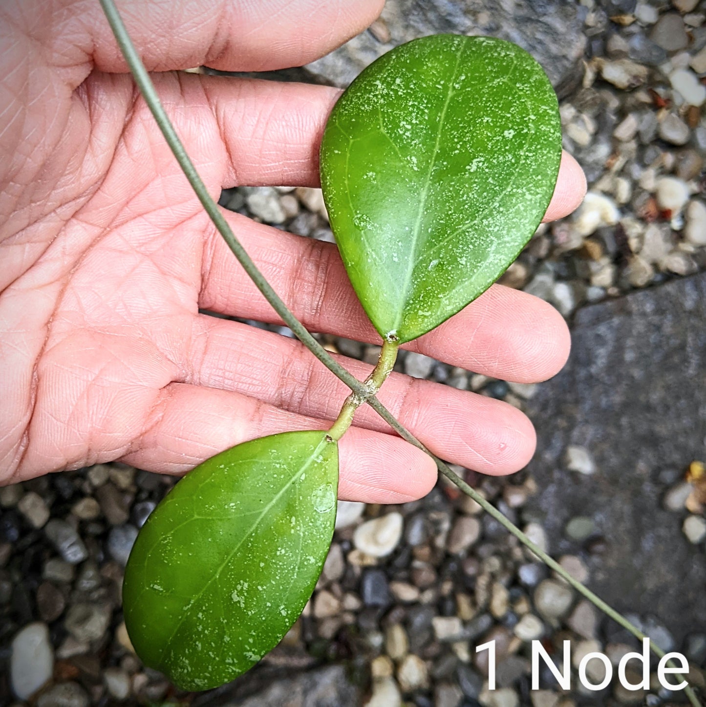 Detailed view of Hoya Erythrostemma's thick, dark green leaves with prominent silver veining.