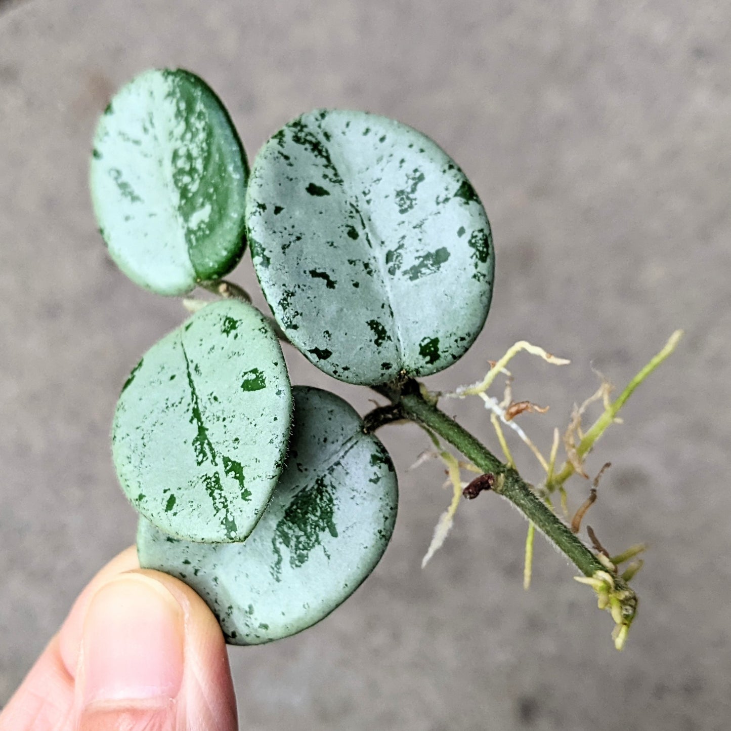 A Hoya Mathilde 'Splash' plant with green leaves and white splashes, held in a person's hand against a ground background.