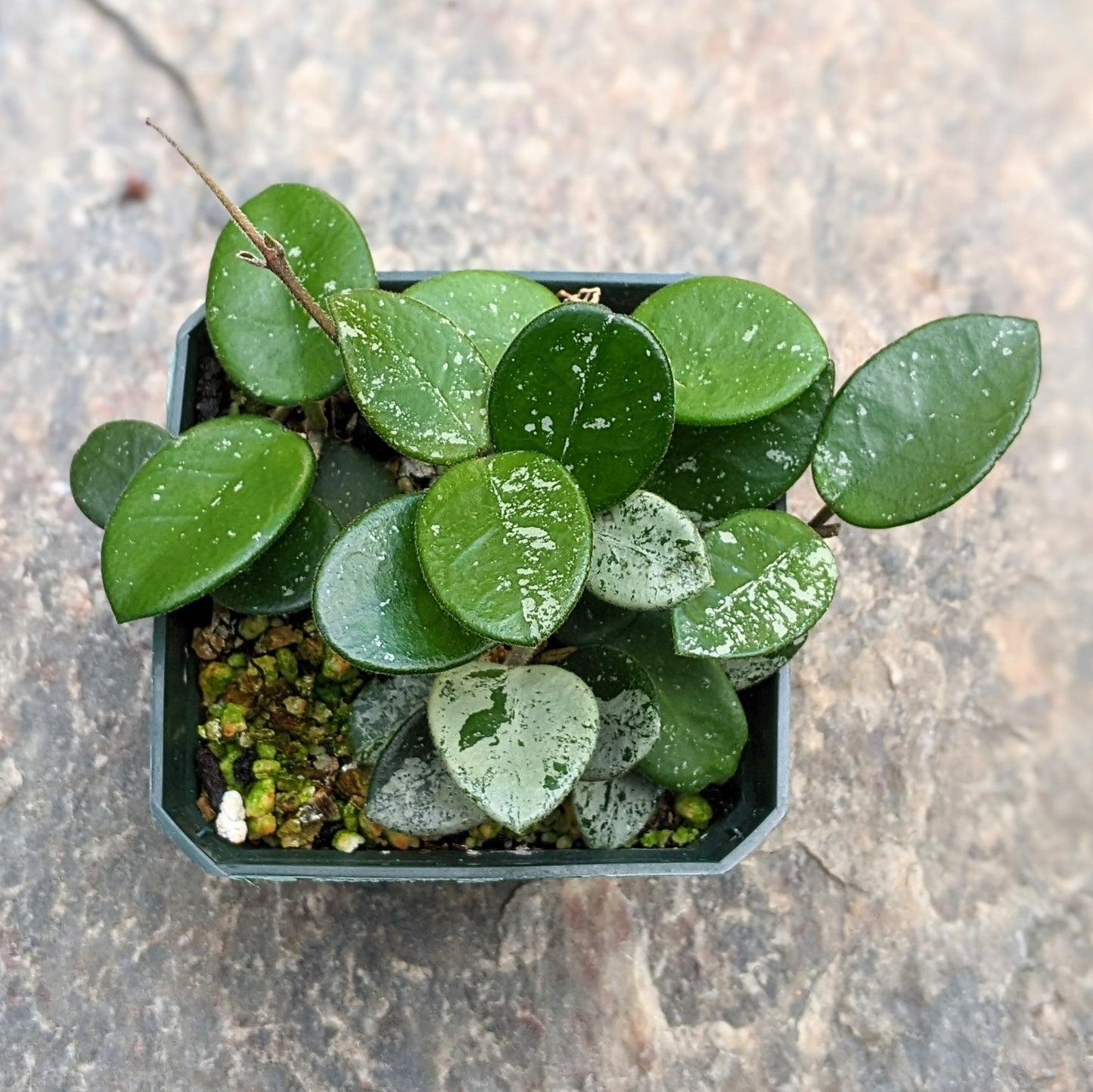 Close-up of a Hoya Mathilde ‘Splash’ in 2.5" pot showing its speckled leaves.