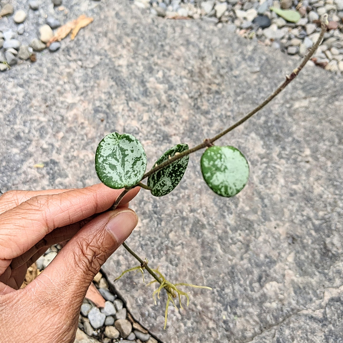 Close-up of a Hoya Mathilde ‘Splash’ cutting, showing its speckled leaves.