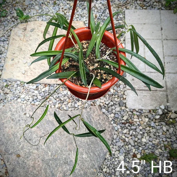 Hoya Shepherdii