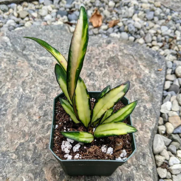 Hoya kentiana Variegated