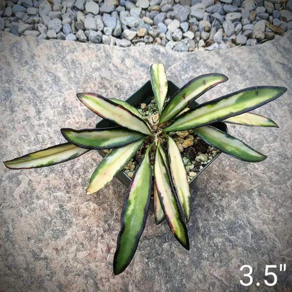 Hoya kentiana Variegated