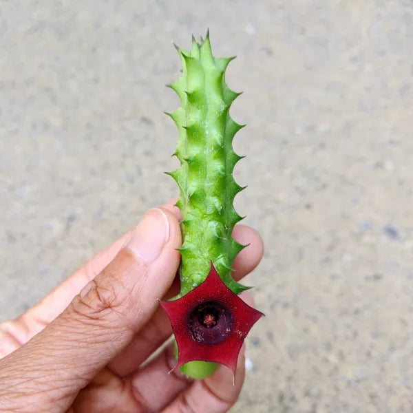 Huernia Schneideriana Red Dragon Flower