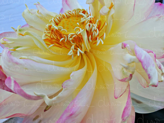 Peony Stamens V2