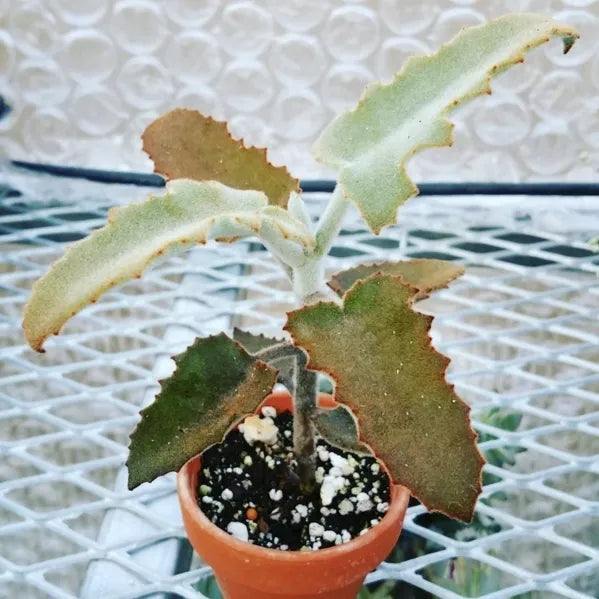 Kalanchoe Beharensis