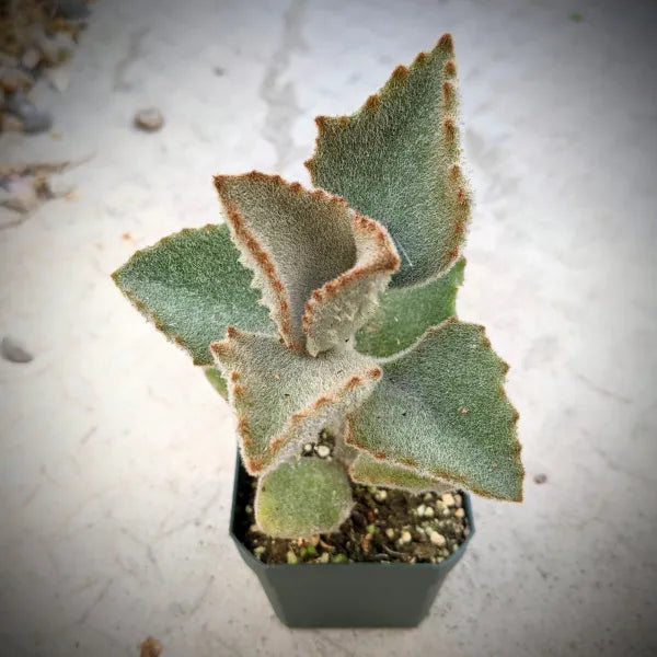Kalanchoe Beharensis Fang succulent with large, velvety leaves resembling elephant ears, a striking addition to any garden or plant collection.
