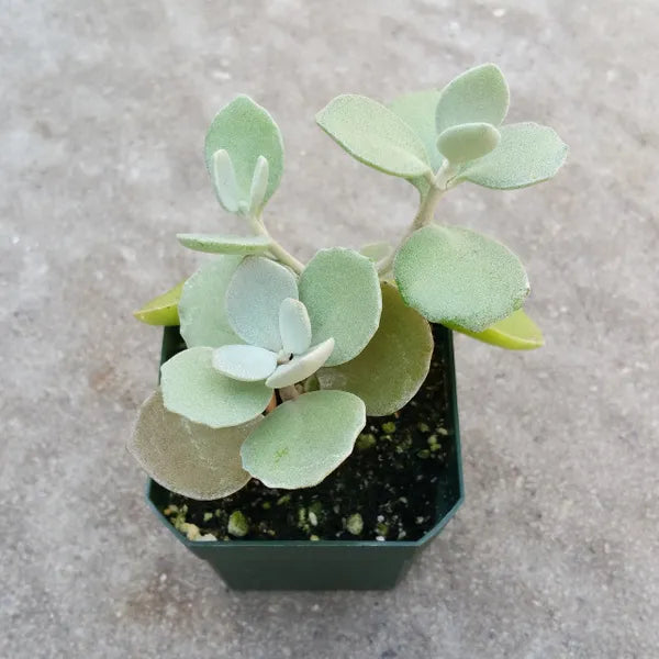 Kalanchoe Bracteata