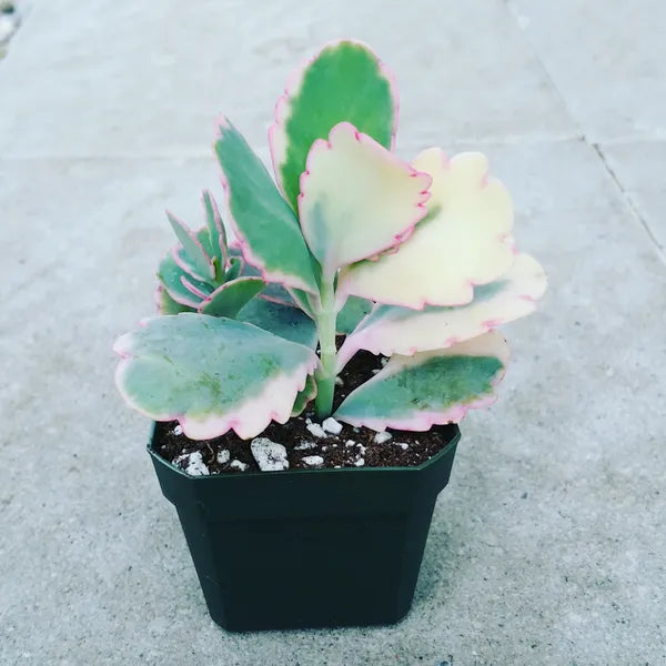 A close-up of Kalanchoe Bryophyllum Fedtschenkoi Variegata Marginata in a 2.5" pot, showcasing its beautiful cream and light green leaves with pink edges.