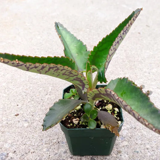 Close-up of Kalanchoe Daigremontiana, also known as Mother of Thousands, showcasing its unique, serrated green leaves with small plantlets growing along the edges. The succulent is known for its ability to produce numerous offspring, giving it the 'Mother of Thousands' nickname. Ideal for xeriscaping or as a houseplant, this hardy, fast-growing plant thrives in bright light and well-drained soil.
