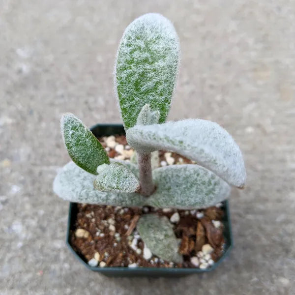 Close-up of Kalanchoe Eriophylla in a 2.5" pot, highlighting its green leaves covered in soft white fuzz.