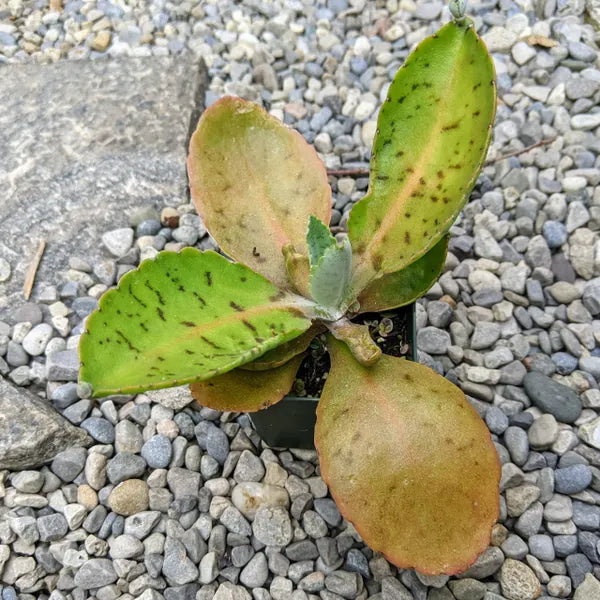 Kalanchoe Gastonis-Bonnieri - Donkey Ears