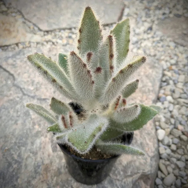 A close-up of Kalanchoe 'Hairy Harry' in a 2.5" pot, showcasing its soft, fuzzy, light greenish-grey leaves with brown-dotted edges.