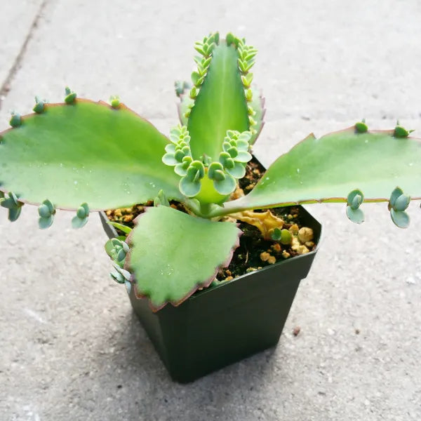 Kalanchoe Laetivirens in a small pot, showcasing thick, fleshy green leaves with serrated edges. Numerous baby plantlets grow along the leaf margins, giving the plant a distinctive and textured appearance. The plant has an upright growth habit, characteristic of this variety.
