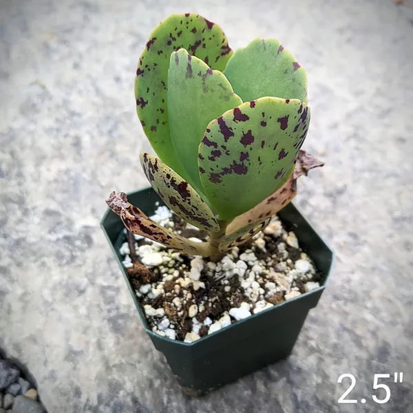 Close-up of Kalanchoe Marmorata succulent, featuring its distinct mottled green and gray leaves adorned with unique purple spots. This eye-catching plant is known for its ornamental foliage and ability to thrive in warm, well-drained environments, making it a perfect addition to any succulent collection.