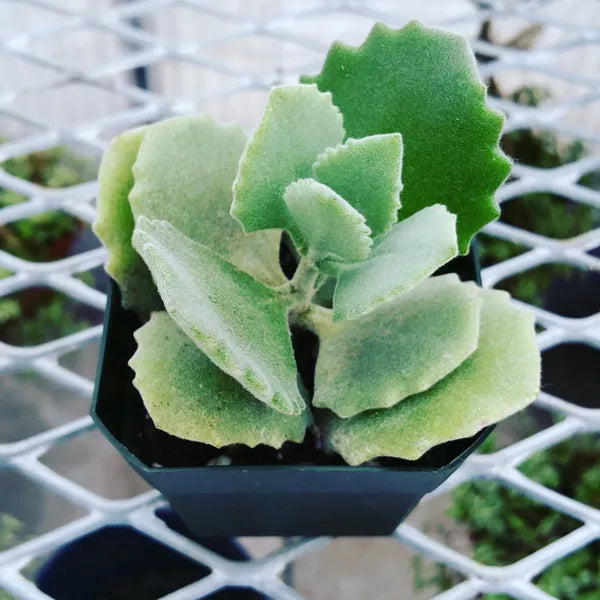 Kalanchoe Millotii