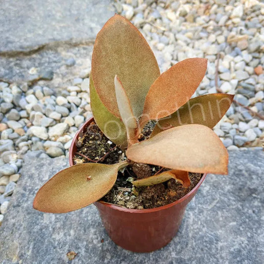 Kalanchoe Orgyalis aka Copper Spoon