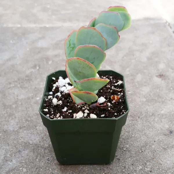 Kalanchoe Panamensis in a small pot, showcasing thick, rounded green leaves with a glossy surface and prominent serrated edges.