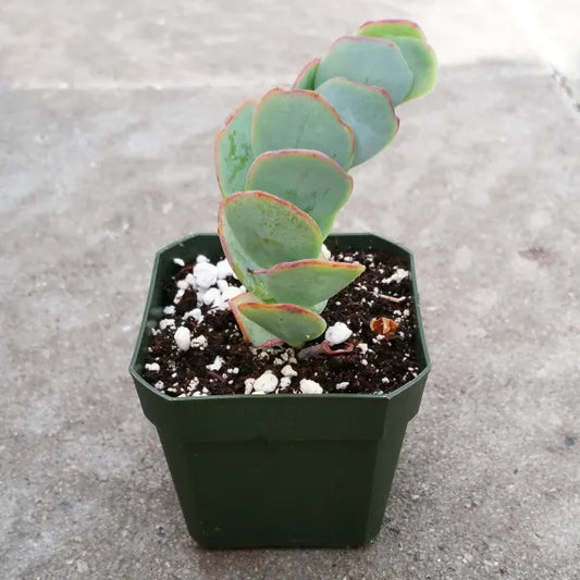 Kalanchoe Panamensis in a small pot, showcasing thick, rounded green leaves with a glossy surface and prominent serrated edges.