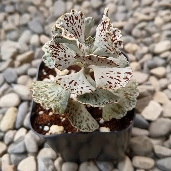 Kalanchoe Rhombopilosa - Ruffle Leaves