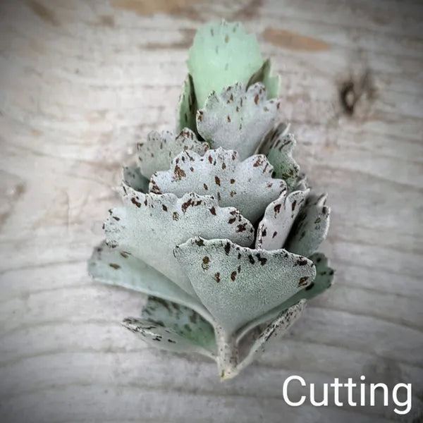 Kalanchoe Rhombopilosa - Ruffle Leaves