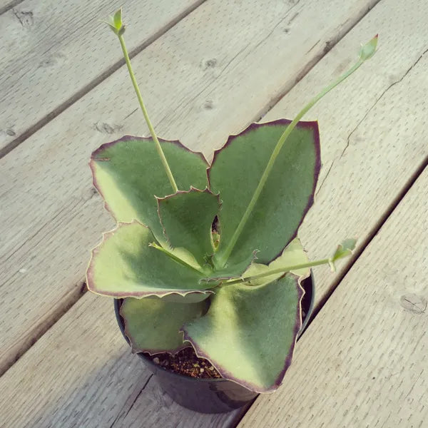 Kalanchoe Synsepala