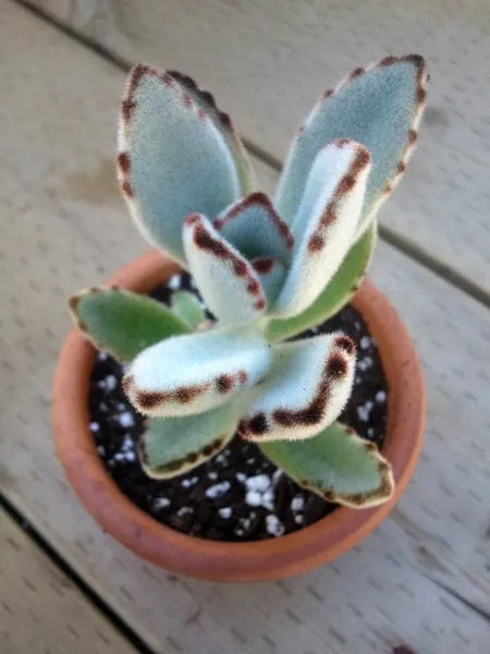 Kalanchoe Tomentosa "Panda Plant"