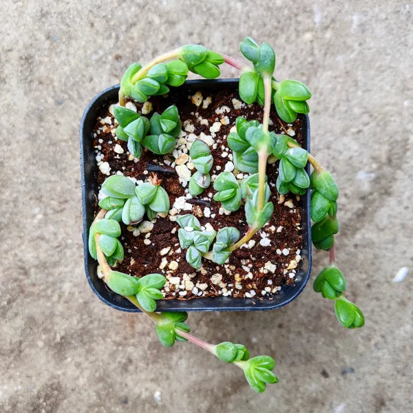 Lampranthus Braunsia Maximiliani