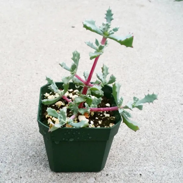 Lampranthus Deltoides