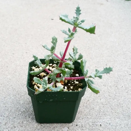 Lampranthus Deltoides