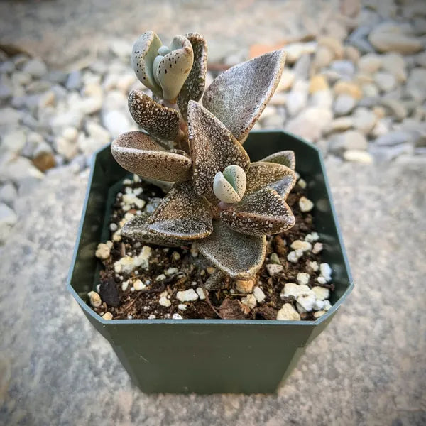 Lenophyllum Reflexum