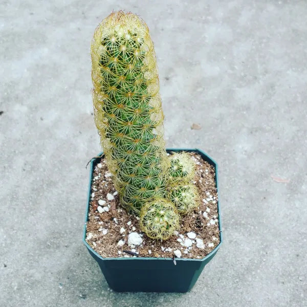 Mammillaria Elongata