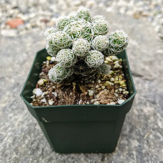 Mammillaria Gracilis Fragilis “Thimble Cactus” or Mammillaria Vetula