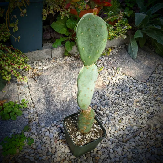 Opuntia Robusta