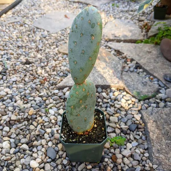 Opuntia Robusta