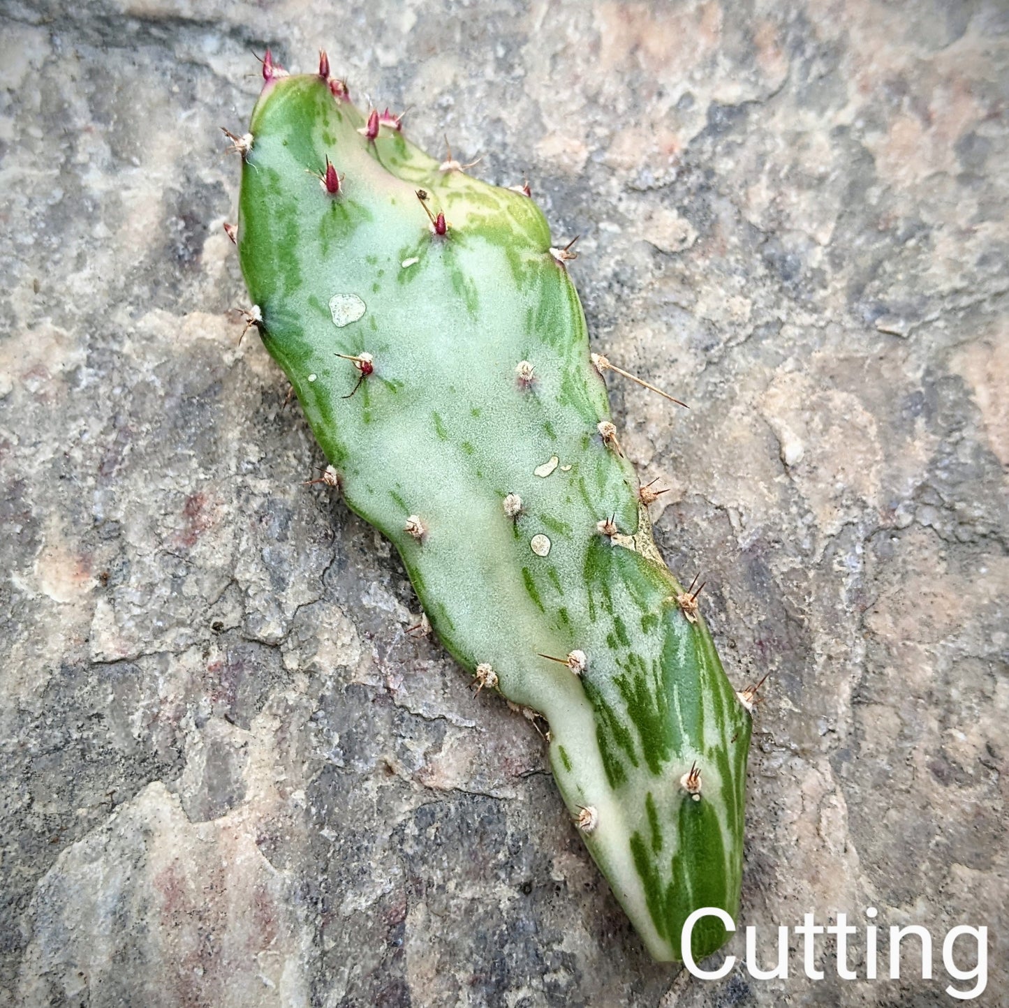 Close-up of an Opuntia Monacantha Variegata cutting displaying variegated green and cream foliage.