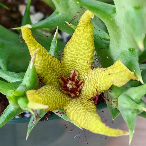 Orbea Caudata