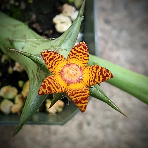 Orbea Schweinfurthii