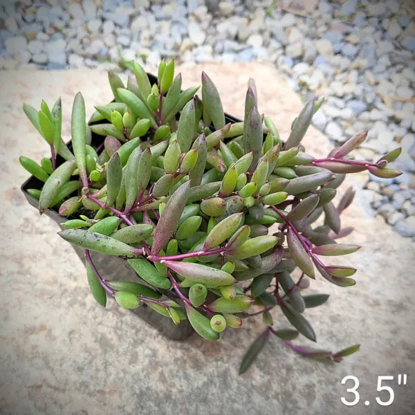 succulent ruby necklace plant Othonna Capensis 'Ruby Necklace' – Grow Something