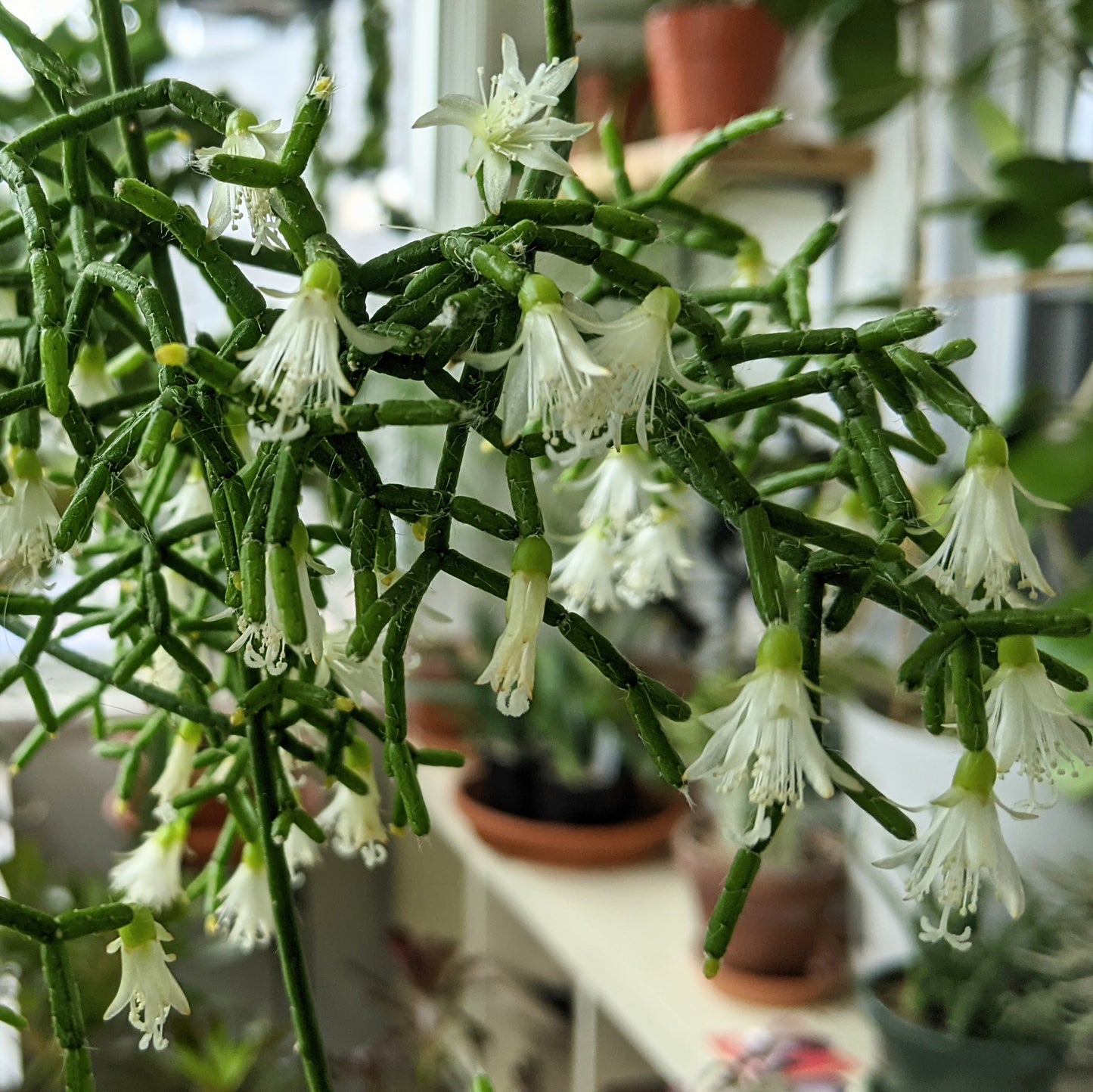 Rhipsalis Cereuscula