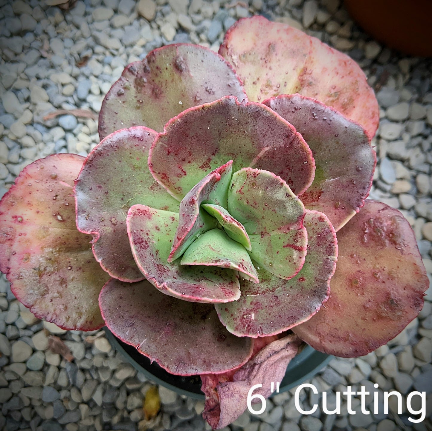 Echeveria Opal Moon